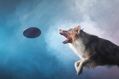 Diskle Sınır Çobanı 'na atlamak. Stüdyoda köpeğin hareketi. Aktif bir evcil hayvan ile spor,