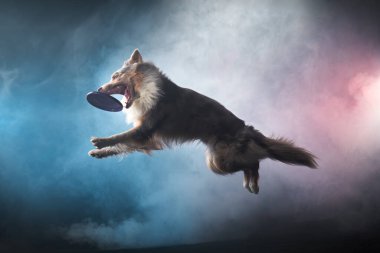 Diskle Sınır Çobanı 'na atlamak. Stüdyoda köpeğin hareketi. Aktif bir evcil hayvan ile spor,