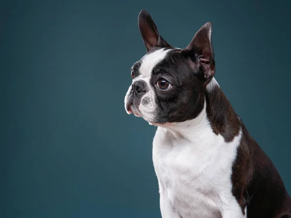 Ritratto di un cane su sfondo blu. — Foto Stock