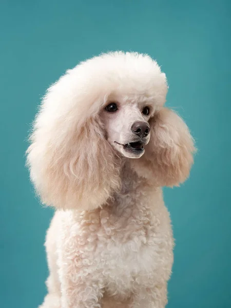 Retrato de un caniche blanco. perro sobre fondo de menta — Foto de Stock