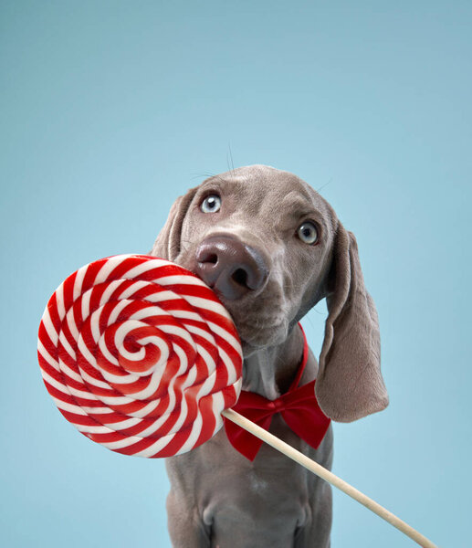 Funny dog licks lollipop. Happy Weimaraner puppy on a blue 