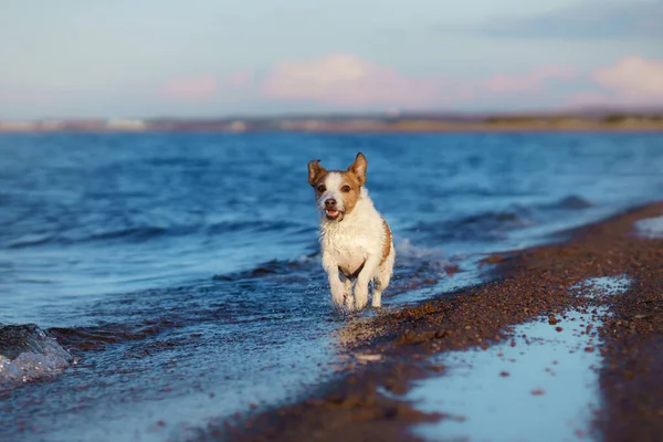 Σκυλί στην παραλία, ηλιόλουστη φωτογραφία δίπλα στο νερό. Περπατώντας με ένα κατοικίδιο — Φωτογραφία Αρχείου