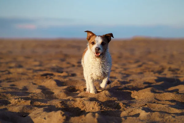 Kumsaldaki köpek, deniz kenarındaki güneşli fotoğraf. Evcil bir hayvanla yürüyorum — Stok fotoğraf