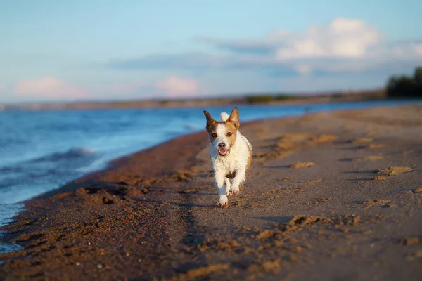 Cane sulla spiaggia, foto soleggiata in riva al mare. Camminare con un animale domestico — Foto Stock