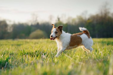Köpek koşuyor. Aktif Jack Russell Terrier sahada uçuyor. Evcil hayvan hareket halinde.