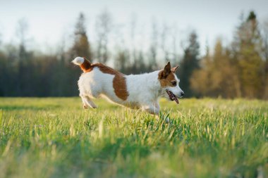 Köpek koşuyor. Aktif Jack Russell Terrier sahada uçuyor. Evcil hayvan hareket halinde.