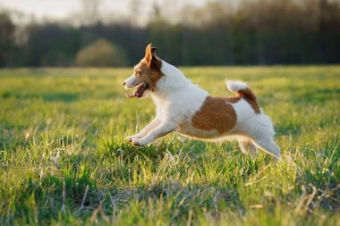 Köpek koşuyor. Aktif Jack Russell Terrier sahada uçuyor. Evcil hayvan hareket halinde.