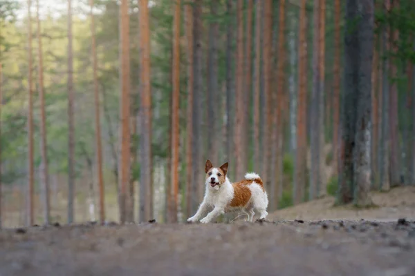 O cão está a brincar. O activo Jack Russell Terrier está a voar pelo campo. Pet em movimento. — Fotografia de Stock