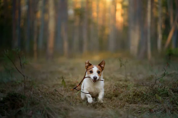 Der Hund spielt. Der aktive Jack Russell Terrier fliegt über das Feld. Haustier in Bewegung. — Stockfoto