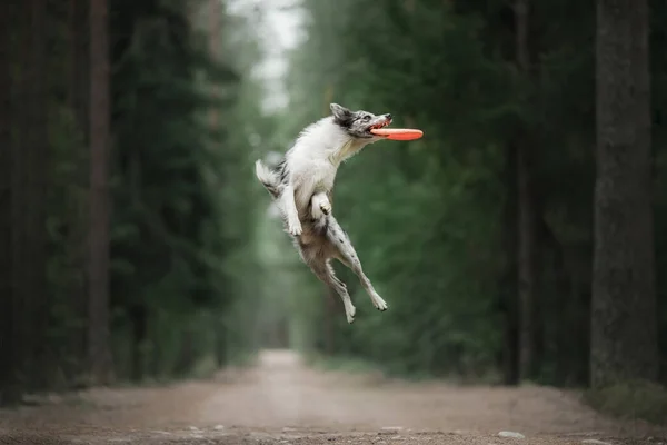 Border collie catches a disc — Stock Photo, Image
