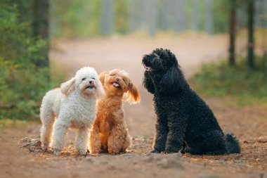 Gün batımında ormanda küçük bir kaniş. 