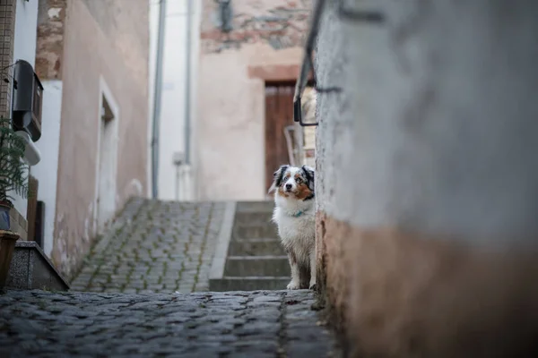 Собака в городе. австралийский пастух в городе. Путешествие с домашним животным. — стоковое фото