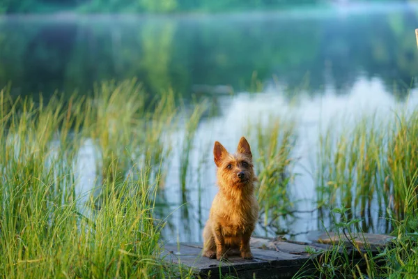 Australian Terrier espreitando para fora da grama. A passear o cão junto ao lago. O animal de estimação está descansando — Fotografia de Stock