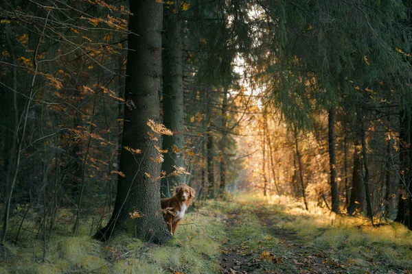 Chien en feuilles jaunes dans le parc. Nouvelle-Écosse Duck Tolling Retriever pour une promenade dans le parc d'automne — Photo