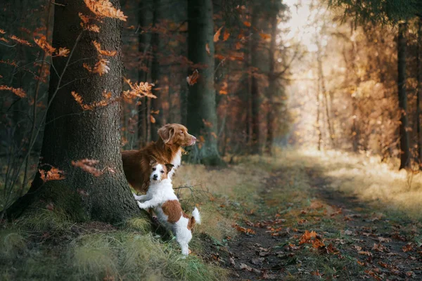 Hund in gelben Blättern im Park. Nova Scotia Retriever und Jack Russell Terrier spazieren im Herbstpark — Stockfoto