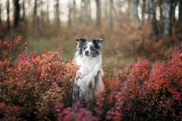 Doğadaki köpek. Canlı orman renkleriyle. Mavi Mermer Sınır Collie — Stok fotoğraf