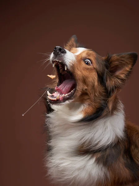 Zabawna obwódka na brązowym tle. cool pies w studio — Zdjęcie stockowe