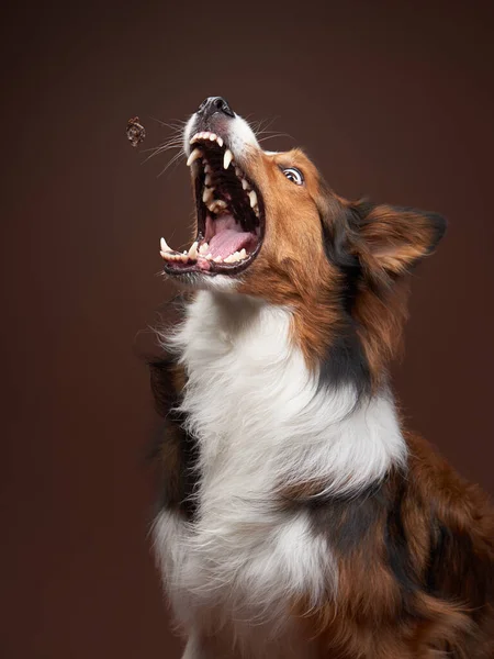 Drôle bordure du museau collie sur fond brun. chien cool en studio — Photo