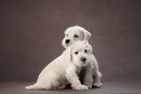 Tre hvalpe hvid schnauzer på en brun baggrund. Søde hunde - Stock-foto