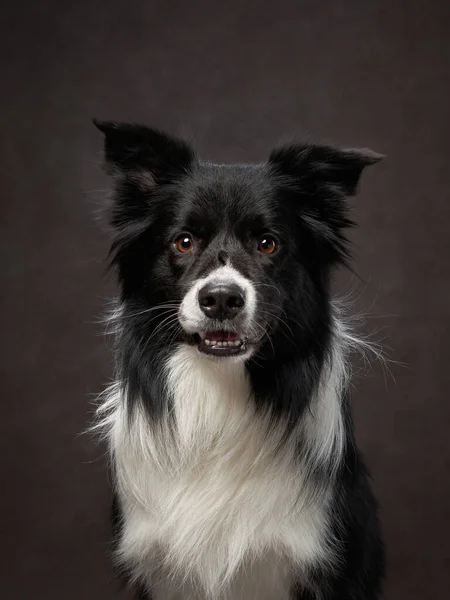 Portré fekete-fehér határ collie egy barna háttér vászon. Imádnivaló kisállat — Stock Fotó