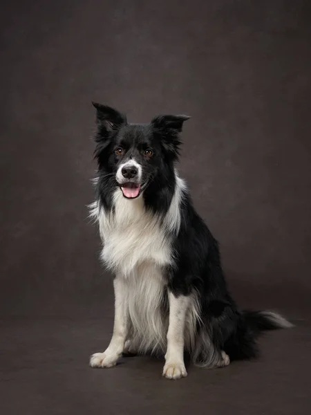 Portrait black and white border collie on a brown background canvas. Adorable pet — Stock Photo, Image