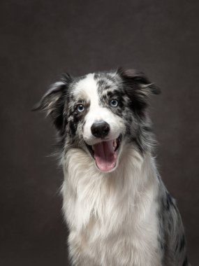 Kahverengi bir arkaplan tuvalinde komik bir çoban köpeğinin portresi. Sevimli hayvan.