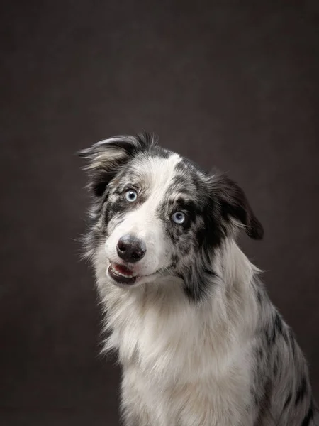 Retrato de um collie de borda engraçado em uma tela de fundo marrom. Adorável animal de estimação — Fotografia de Stock