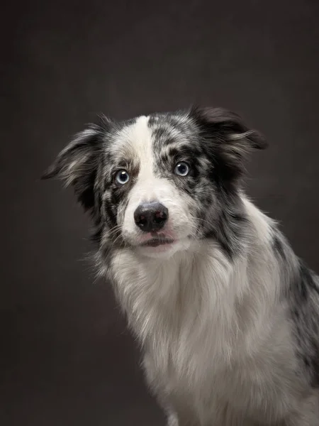 Portrait d'un drôle de collie bordure sur une toile de fond marron. Adorable animal domestique — Photo