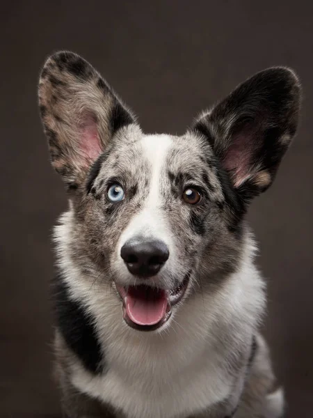 Marmurowy walijski kardigan corgi na brązowym tle. Zauważono zwierzę domowe. — Zdjęcie stockowe