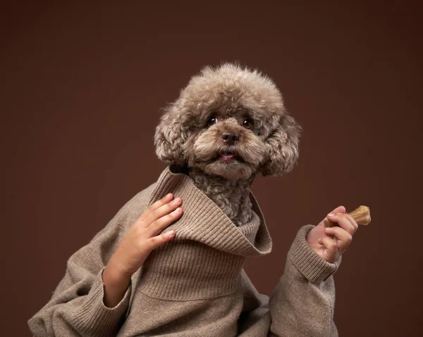 An attractive poodle dog, with a tired expression and holding hands under his chin.