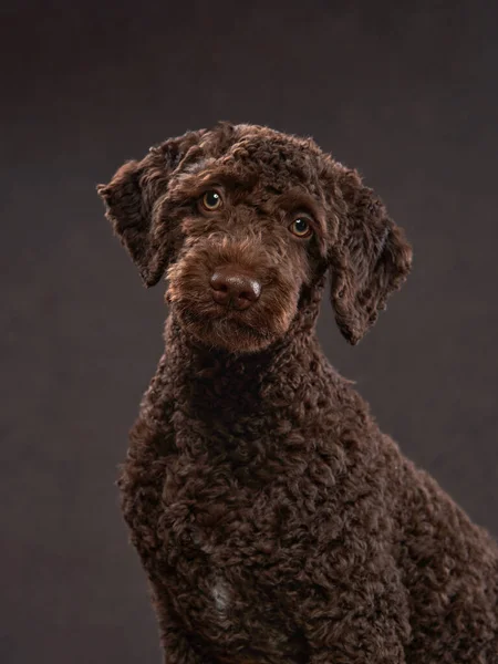 Chiot espagnol drôle de chien d'eau sur un fond beige. Portrait d'un animal de compagnie dans un studio photo — Photo