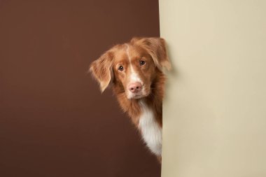 Köpek dikizliyor. Ginger Nova Scotia ördek biblosu Bej-kahverengi arka planda av köpeği