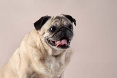 Mutlu köpek. Stüdyoda bej arka planda bir pug..