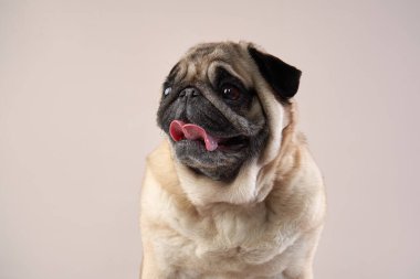 Mutlu köpek. Stüdyoda bej arka planda bir pug..