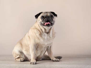 Mutlu köpek. Stüdyoda bej arka planda bir pug..