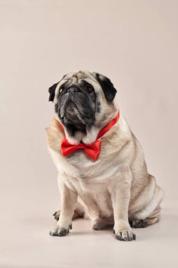 Mutlu köpek. Stüdyoda bej arka planda bir pug..