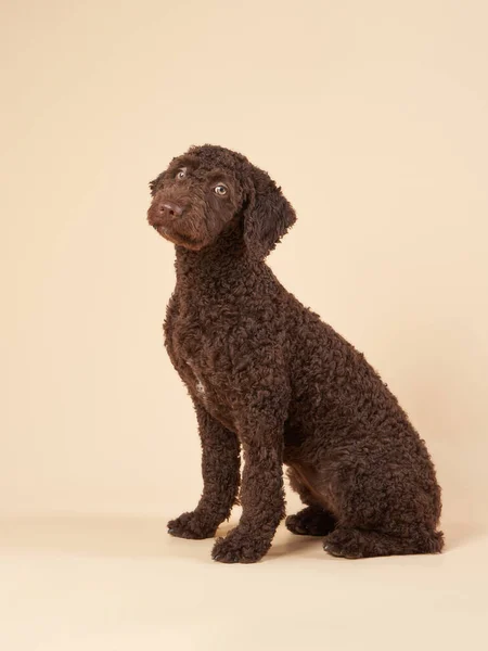 Divertente cucciolo di cane d'acqua spagnolo su uno sfondo beige. Ritratto di un animale domestico in uno studio fotografico — Foto Stock