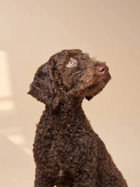 Divertente cucciolo di cane d'acqua spagnolo su uno sfondo beige. Ritratto di un animale domestico in uno studio fotografico — Foto Stock