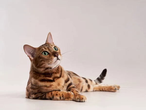 Gato de bengala sobre un fondo beige. divertido mascota jugando —  Fotos de Stock