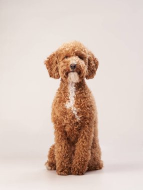 Bej arka planda bir kaniş. Stüdyodaki komik bir hayvanın portresi.