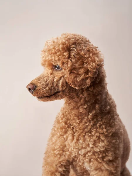 Caniche sur fond beige. Portrait d'un drôle d'animal de compagnie en studio — Photo