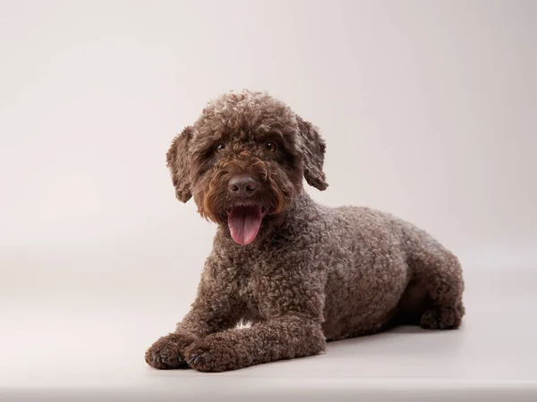 Lagotto romagnolo on a beige background. Portrait of a funny pet indoors — Stock Photo, Image