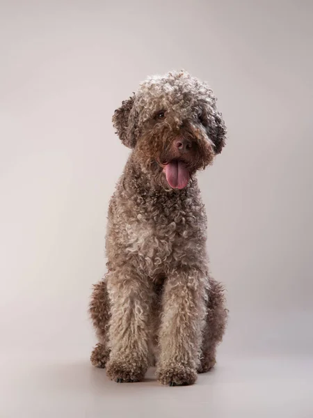 Lagotto romagnolo on a beige background. Portrait of a funny pet indoors Royalty Free Stock Images