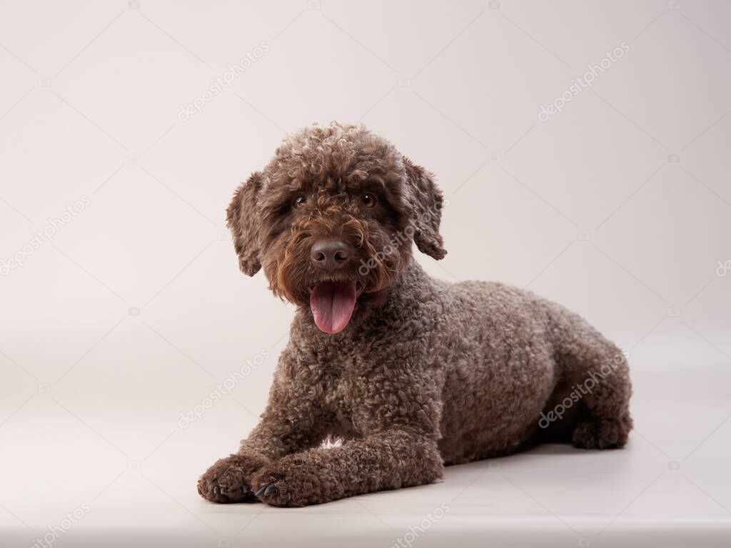 lagotto romagnolo on a beige background. Portrait of a funny pet indoors
