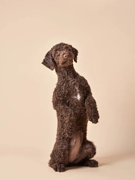 Дивний іспанський водяний собака цуценя на бежевому тлі. Портрет тварини у фотостудії. — стокове фото