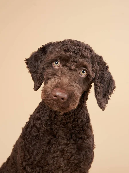 Funny Spanish Water Dog puppy on a beige background. Portrait of a pet in a photo studio — Stock Photo, Image