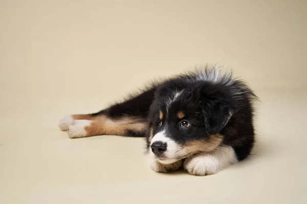 Dog on a red background. Australian Shepherd studio portrait — Stock Photo, Image