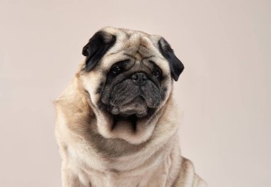 Mutlu köpek. Stüdyoda bej arka planda bir pug..