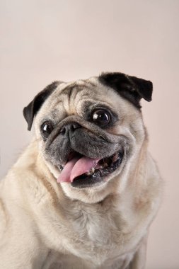 Mutlu köpek. Stüdyoda bej arka planda bir pug..