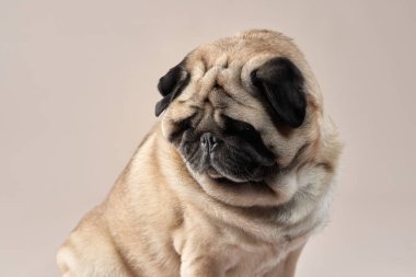 Mutlu köpek. Stüdyoda bej arka planda bir pug..